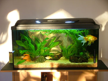 110Liters akvariet
